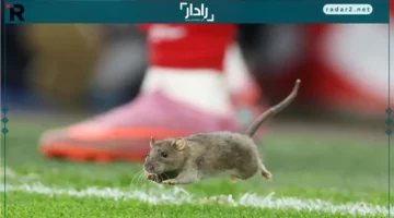 اقتحام غير متوقع.. فأر يصمم على التشويش في مباراة ويلز وبلجيكا بتصفيات كأس العالم